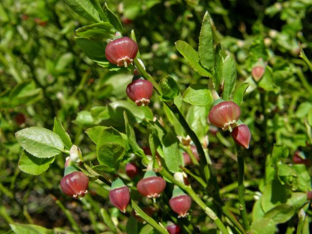 Brusnice borůvka (Vaccinia myrtillus L.)