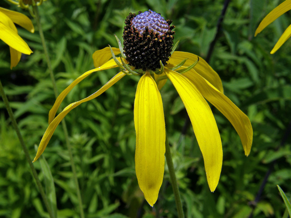 Ratibida pinnata (Vent.) Barnh.