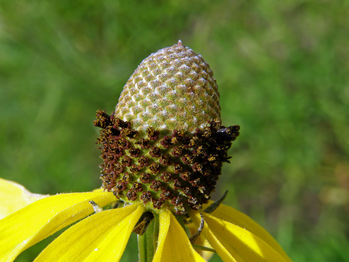 Ratibida pinnata (Vent.) Barnh.