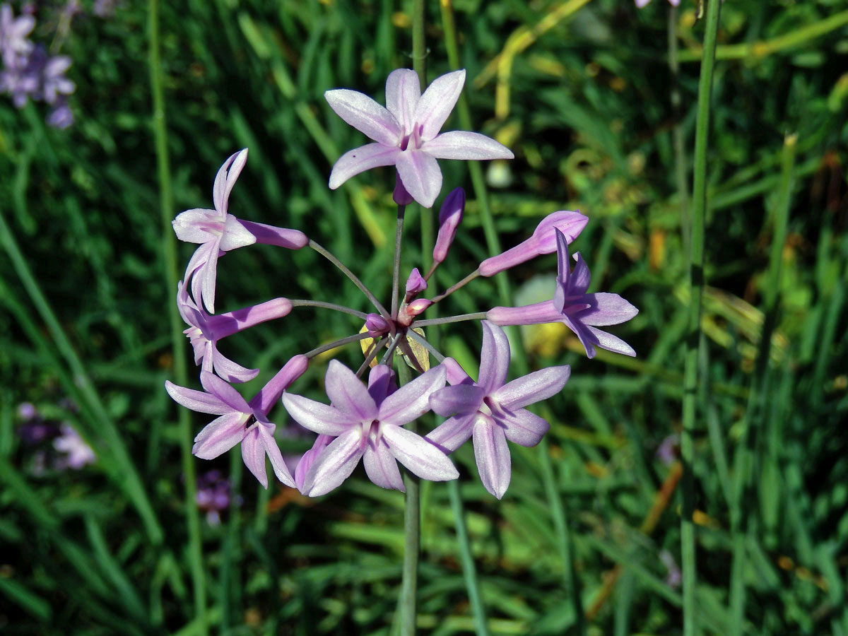 Tulbalgie (Tulbaghia violacea Harv.)