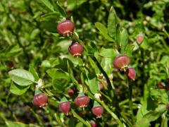 Brusnice borůvka (Vaccinium myrtillus L.)