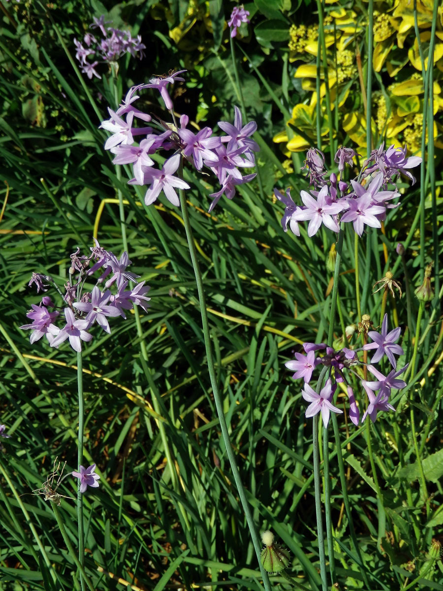 Tulbalgie (Tulbaghia violacea Harv.)