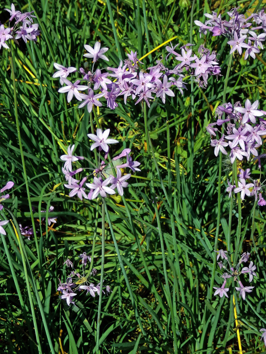 Tulbalgie (Tulbaghia violacea Harv.)