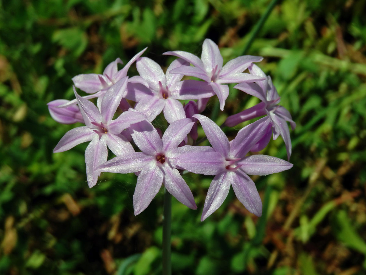 Tulbalgie (Tulbaghia violacea Harv.)