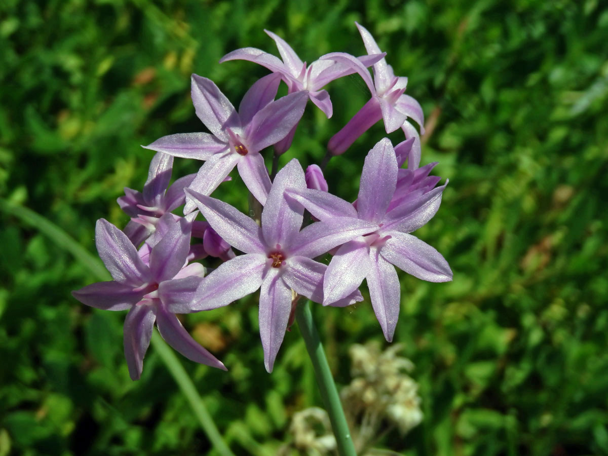 Tulbalgie (Tulbaghia violacea Harv.)