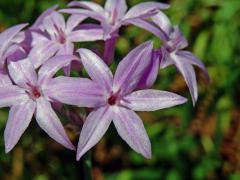 Tulbalgie (Tulbaghia violacea Harv.)