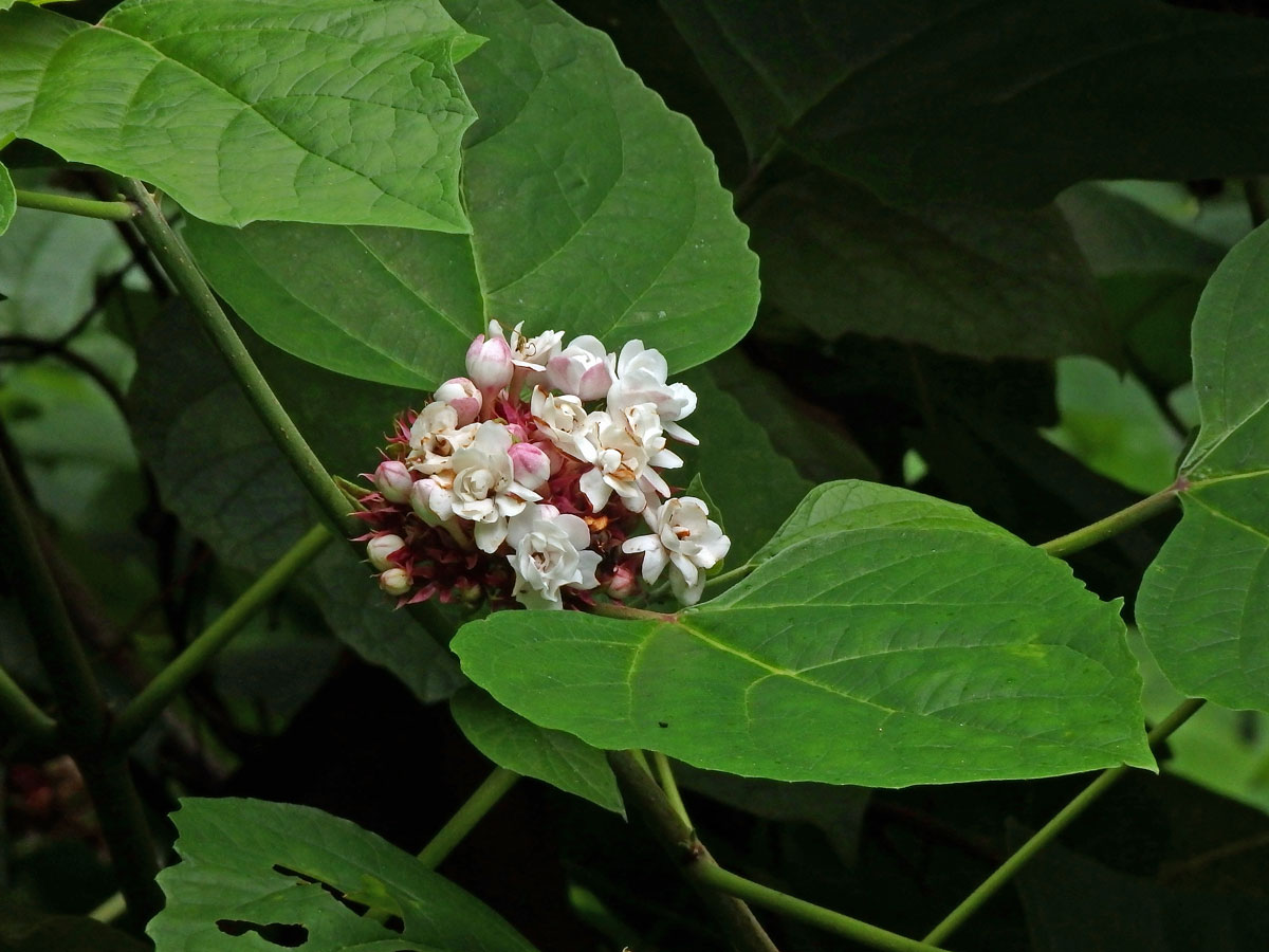 Clerodendrum chinense (Osb.) Mabberley