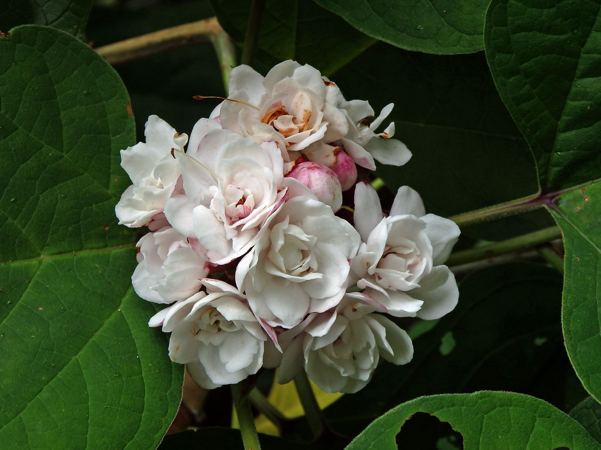 Clerodendrum chinense (Osb.) Mabberley