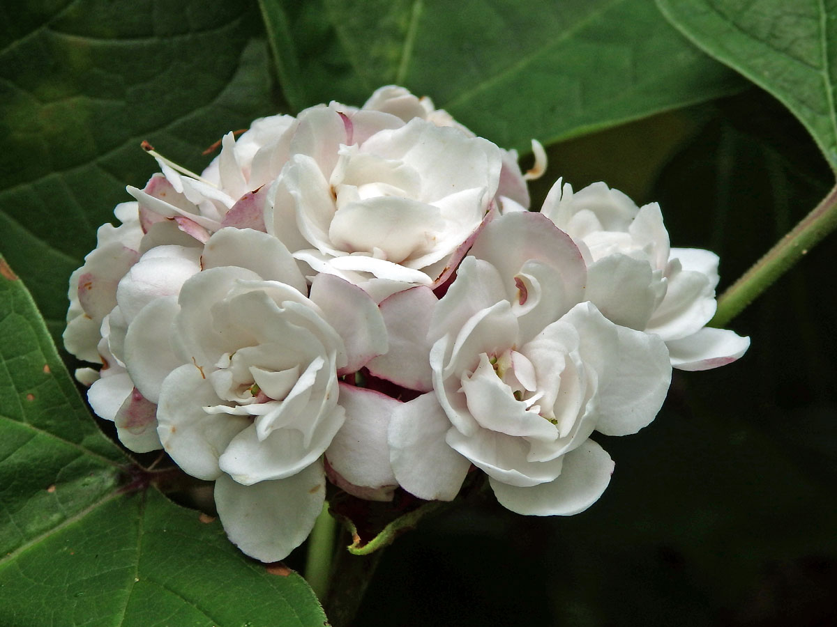 Clerodendrum chinense (Osb.) Mabberley