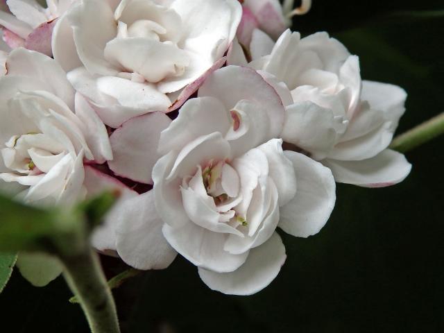 Clerodendrum chinense (Osb.) Mabberley