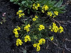 Trýzel (Erysimum etnense Jord.)