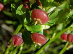 Brusnice borůvka (Vaccinia myrtillus L.)