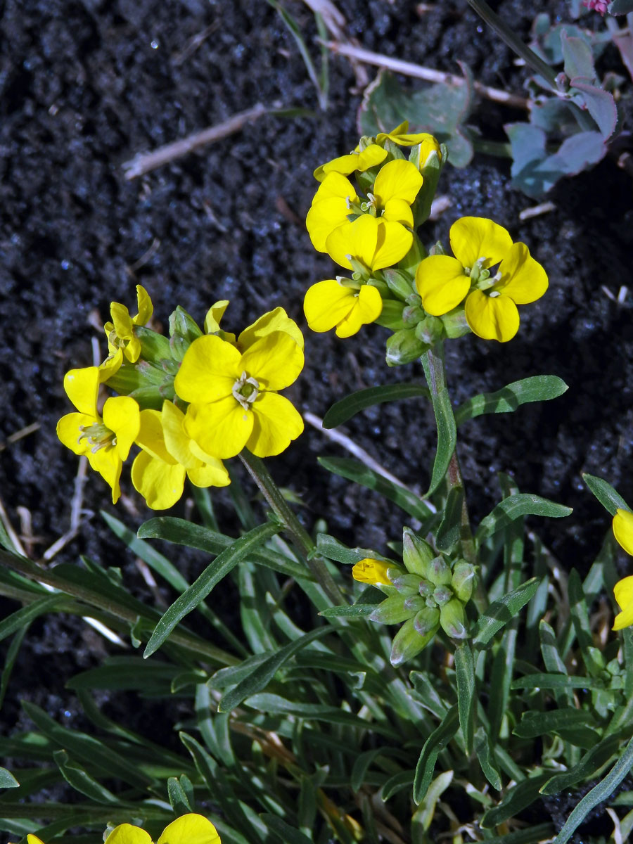 Trýzel (Erysimum etnense Jord.)