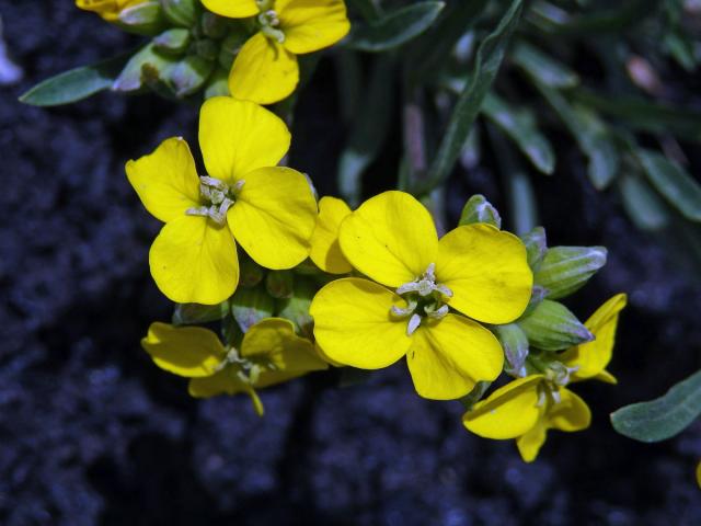 Trýzel (Erysimum etnense Jord.)