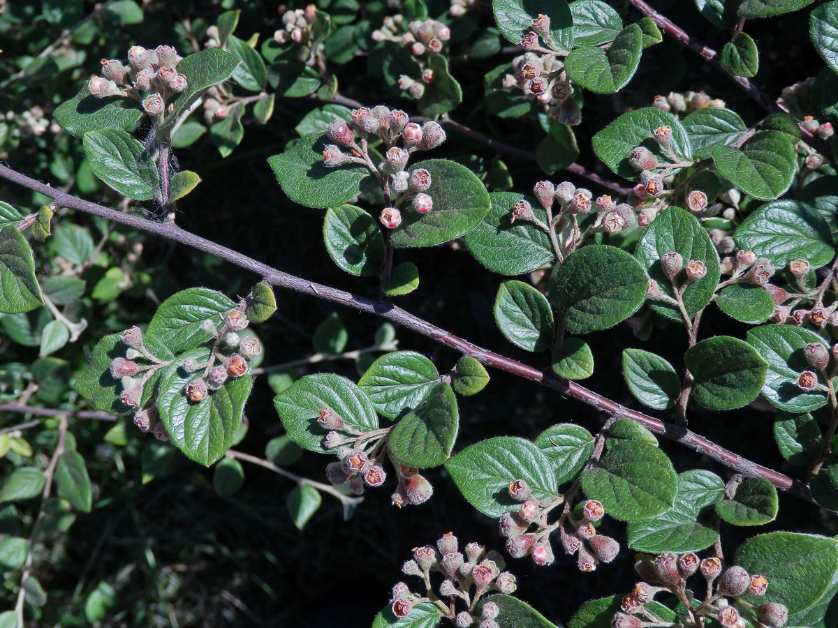 Skalník plstnatý (Cotoneaster tomentosus (Aiton) Lindl.)