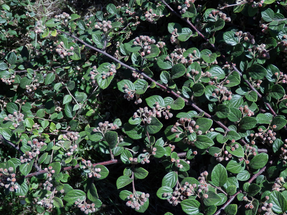 Skalník plstnatý (Cotoneaster tomentosus (Aiton) Lindl.)