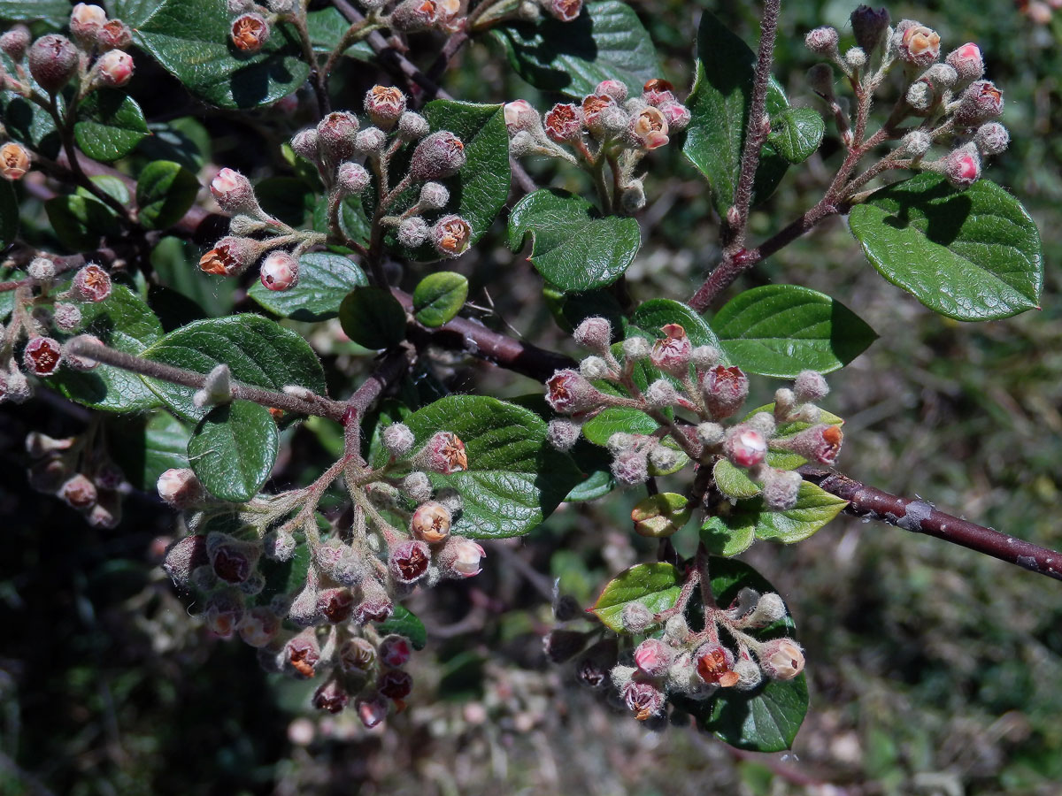 Skalník plstnatý (Cotoneaster tomentosus (Aiton) Lindl.)