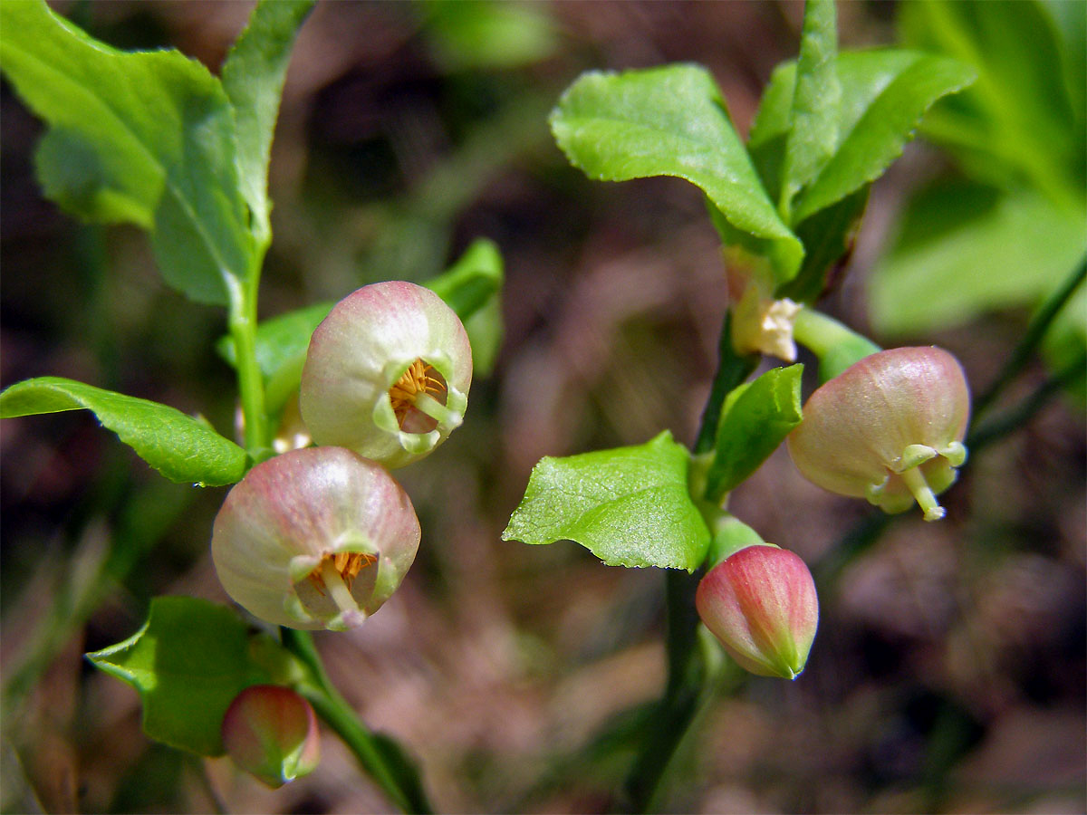 Brusnice borůvka (Vaccinia myrtillus L.)