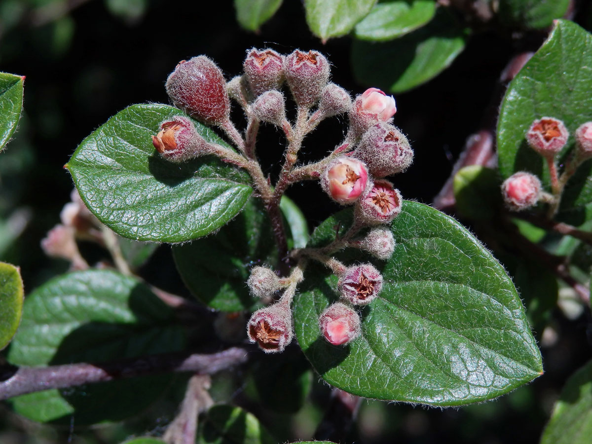 Skalník plstnatý (Cotoneaster tomentosus (Aiton) Lindl.)