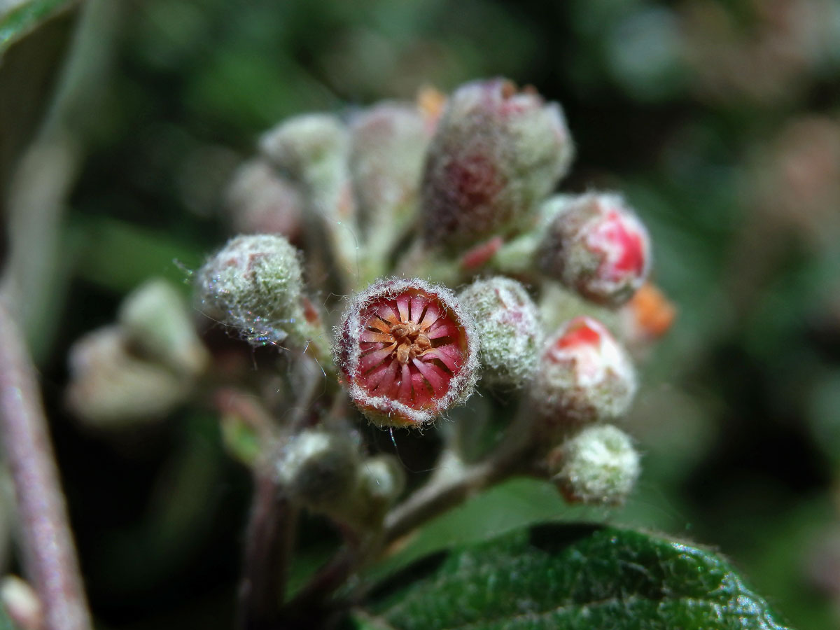 Skalník plstnatý (Cotoneaster tomentosus (Aiton) Lindl.)