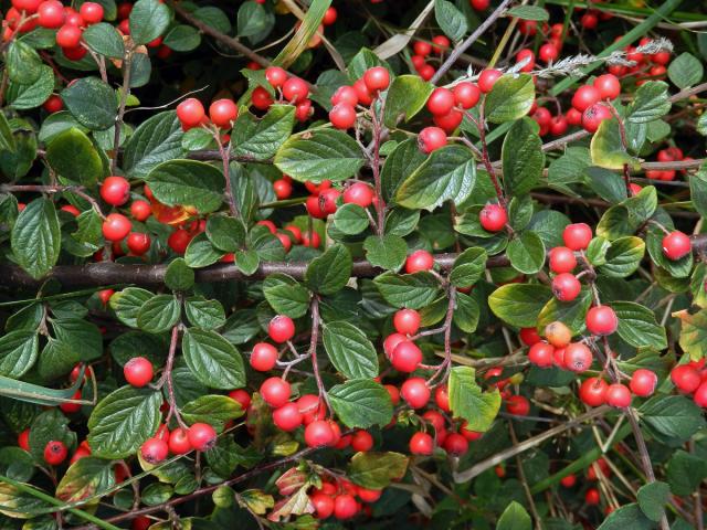 Skalník plstnatý (Cotoneaster tomentosus (Aiton) Lindl.)