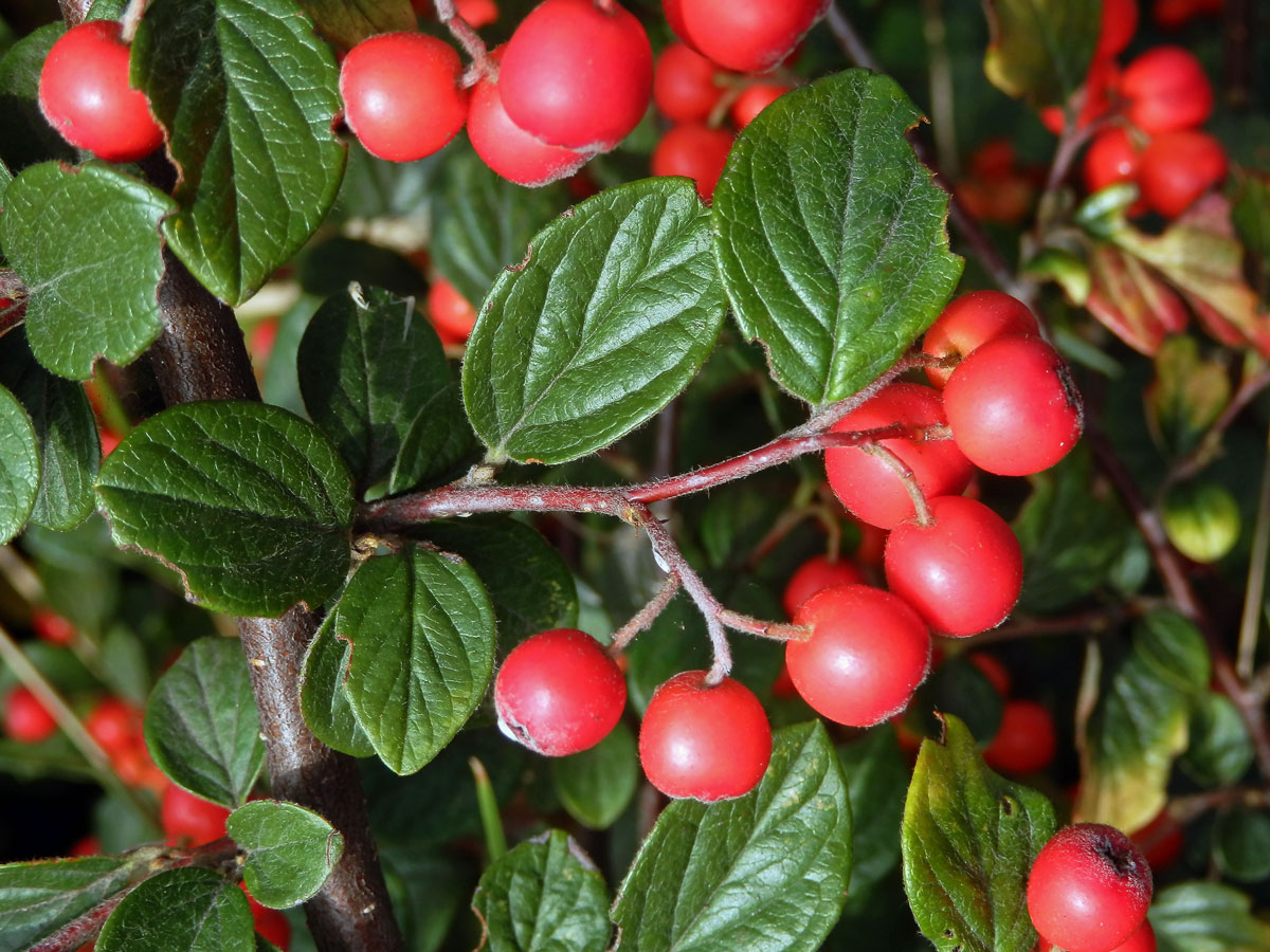 Skalník plstnatý (Cotoneaster tomentosus (Aiton) Lindl.)