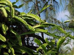 Hylocereus undatus (Haworth) Britton & Rose  