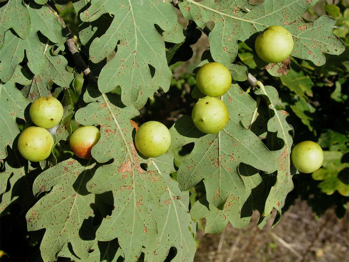 Hálky žlabatky dubové (Cynips quercusfolii)