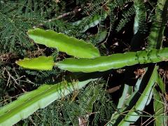 Hylocereus undatus (Haworth) Britton & Rose