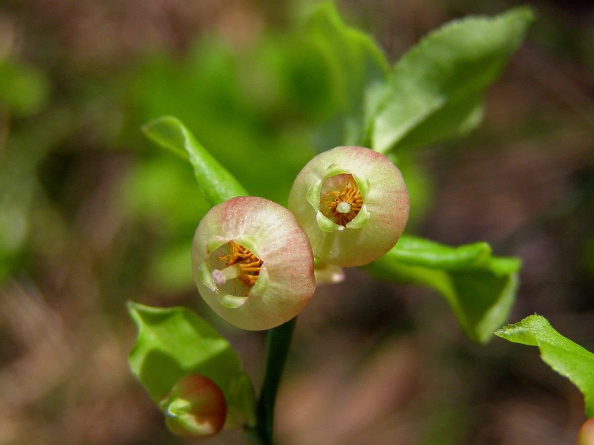 Brusnice borůvka (Vaccinia myrtillus L.)