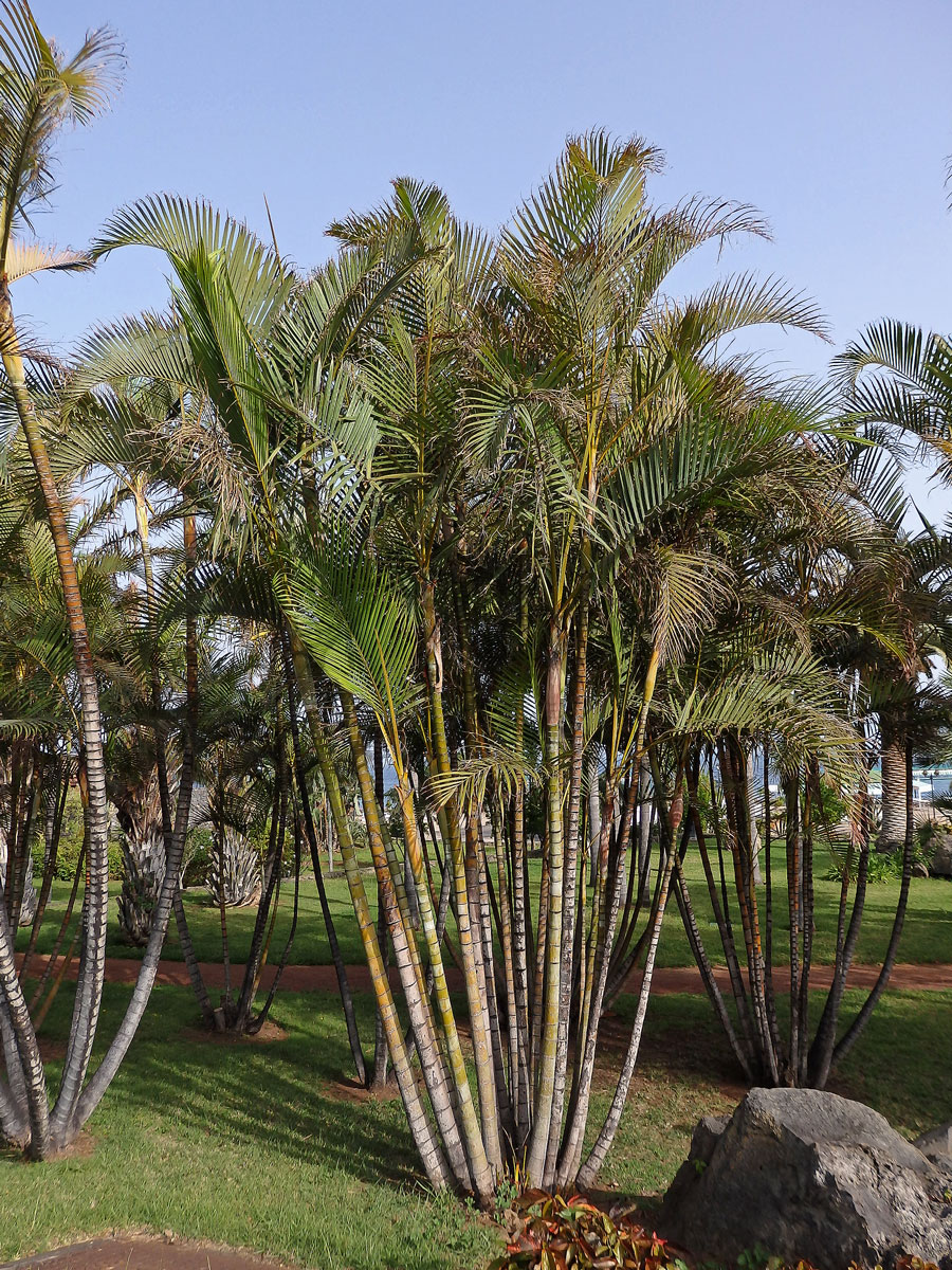 Chrysalidokarpus nažloutlý (Dypsis lutescens (H. Wendl.) Beentje & Dransf.)