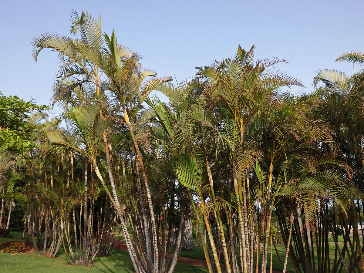 Chrysalidokarpus nažloutlý (Dypsis lutescens (H. Wendl.) Beentje & Dransf.)