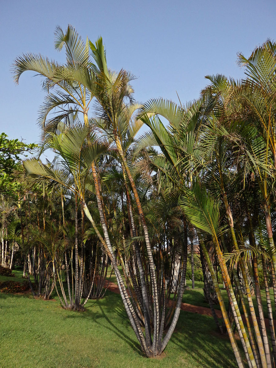 Chrysalidokarpus nažloutlý (Dypsis lutescens (H. Wendl.) Beentje & Dransf.)