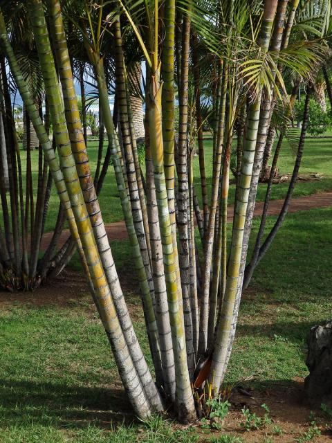 Chrysalidokarpus nažloutlý (Dypsis lutescens (H. Wendl.) Beentje & Dransf.)