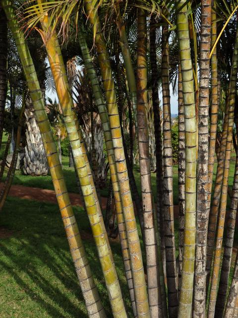 Chrysalidokarpus nažloutlý (Dypsis lutescens (H. Wendl.) Beentje & Dransf.)