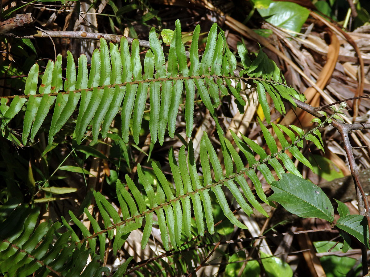 Ledviník (Nephrolepis hirsutula (J. R. Forst.) K. Presl)