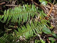 Ledviník (Nephrolepis Schott)