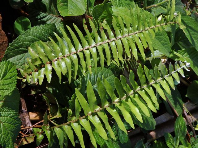 Ledviník (Nephrolepis hirsutula (J. R. Forst.) K. Presl)