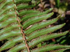 Ledviník (Nephrolepis hirsutula (J. R. Forst.) K. Presl)