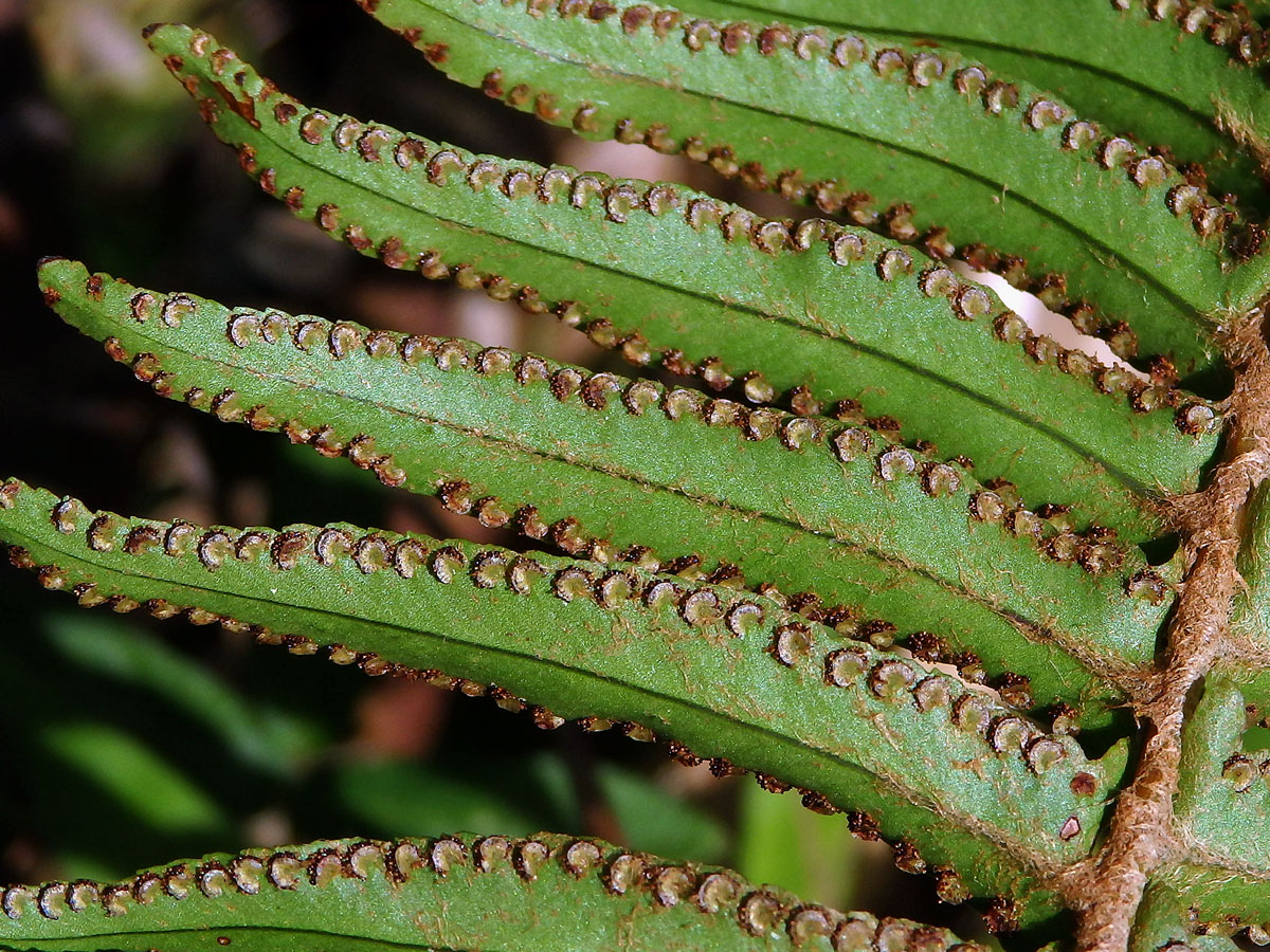 Ledviník (Nephrolepis hirsutula (J. R. Forst.) K. Presl)