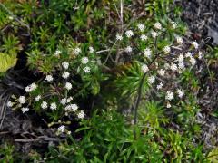 Dubautia scabra (DC.) Keck