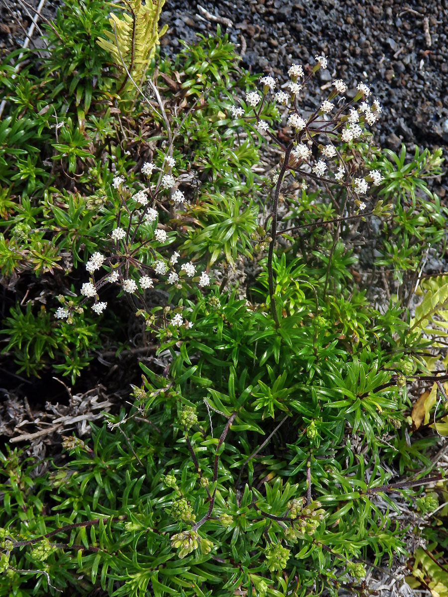 Dubautia scabra (DC.) Keck