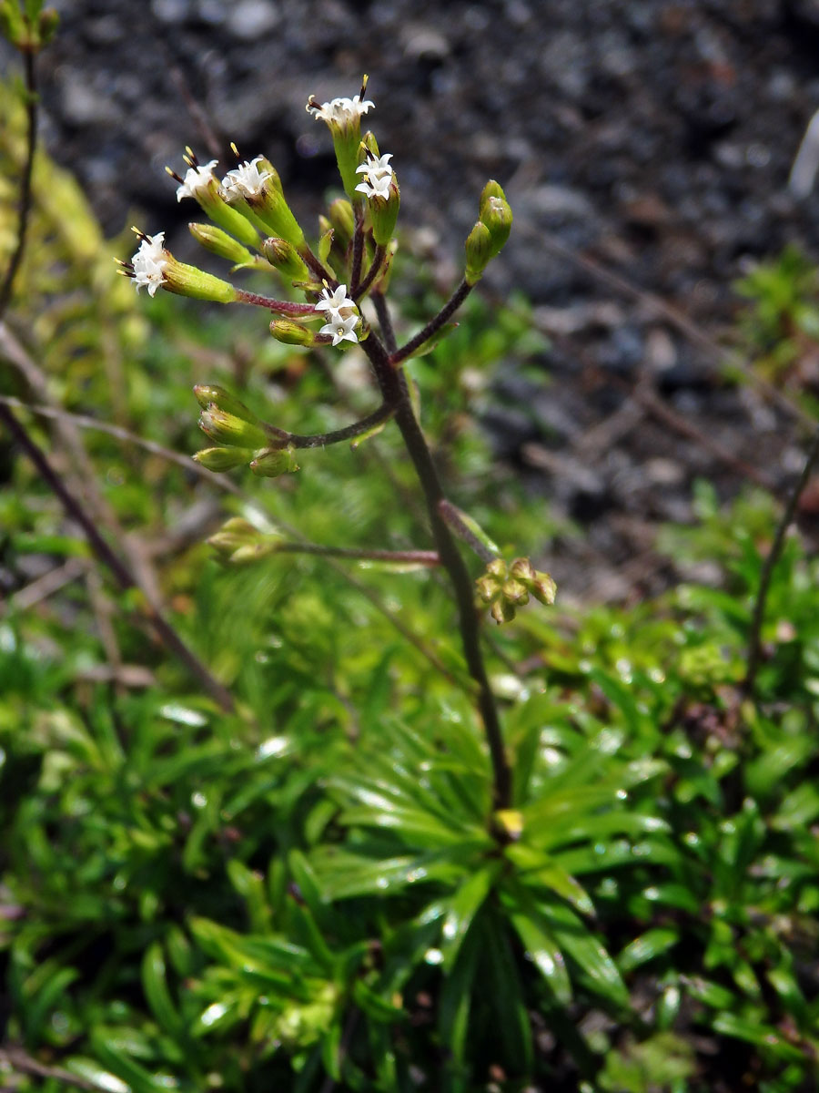 Dubautia scabra (DC.) Keck