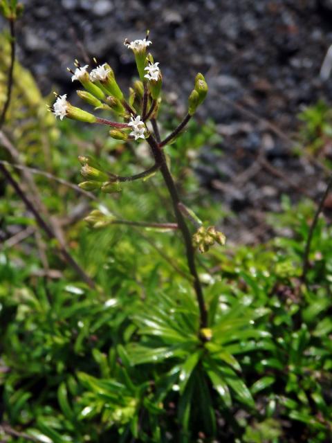 Dubautia scabra (DC.) Keck