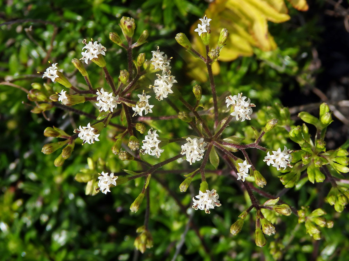 Dubautia scabra (DC.) Keck