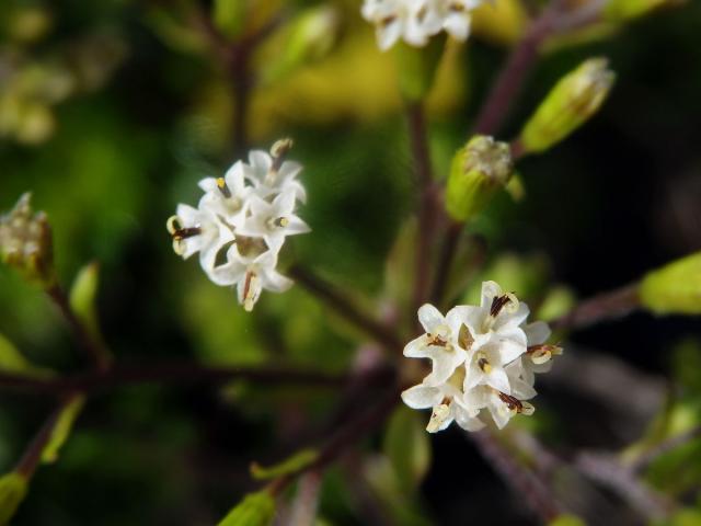 Dubautia scabra (DC.) Keck