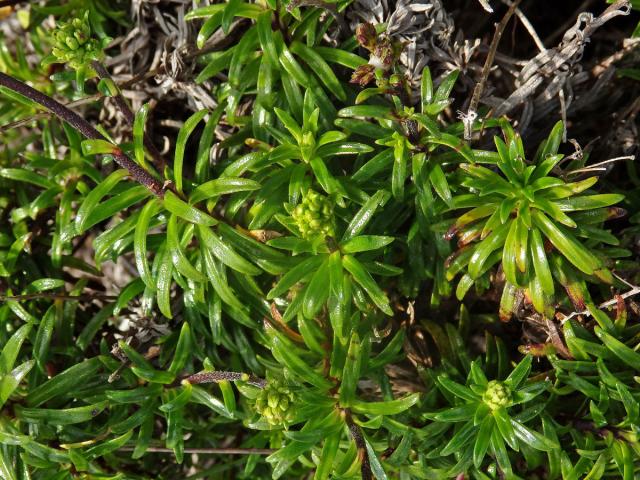 Dubautia scabra (DC.) Keck