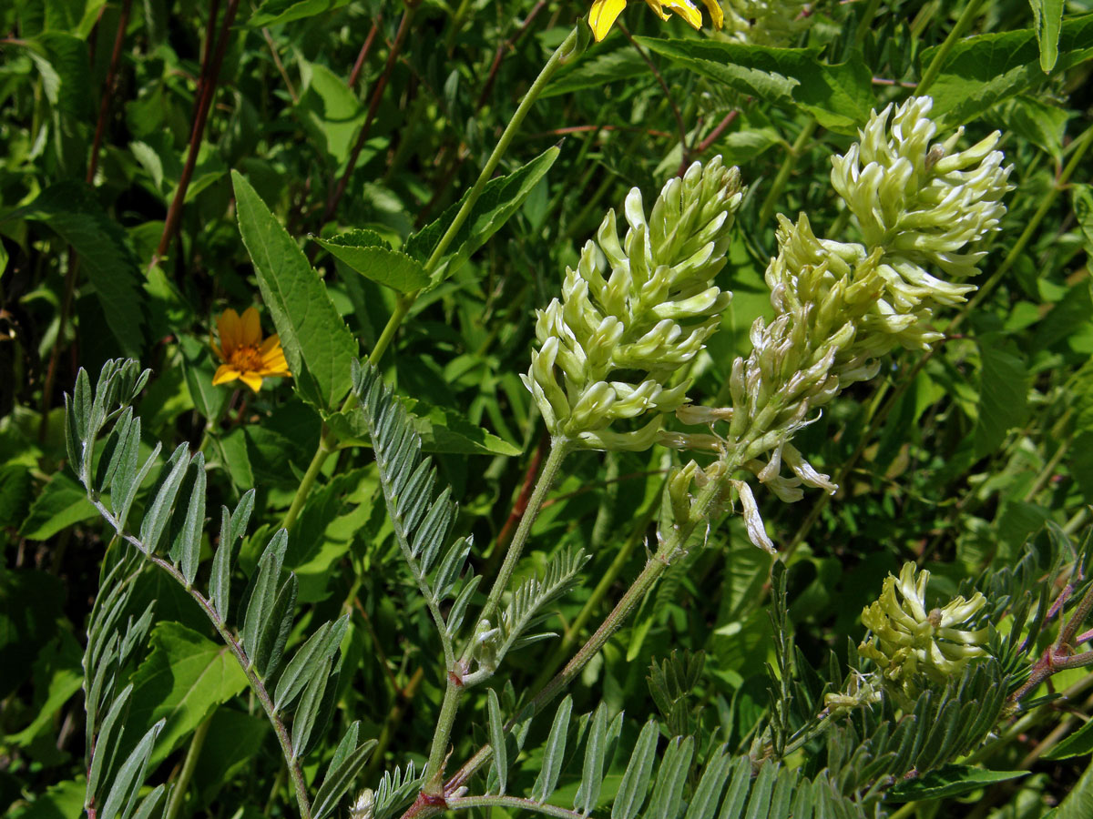 Kozinec (Astragalus canadensis L.)