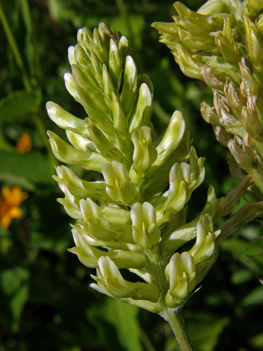 Kozinec (Astragalus canadensis L.)