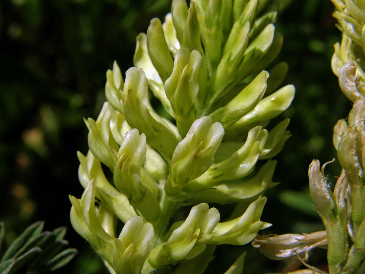 Kozinec (Astragalus canadensis L.)